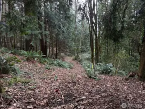Gorgeous mix of cedar and fir trees throughout property.