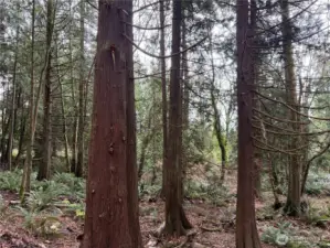 Gorgeous mix of cedar and fir trees throughout property.