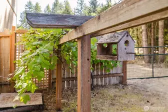 Grape Trellis