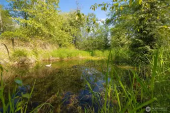 Pond Area