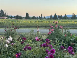 Peaceful Sunset at the Dahlia House