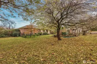 Back yard with fruit trees.