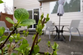 Mature landscaping