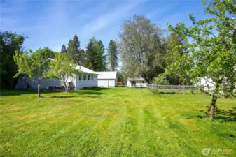back yard