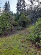 Open space with rhodies