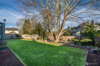 This Variegated Tulip Tree has lived here for almost 40 years. Truly one of the most Elegant Trees, and a showcase, the blooms offer Stunning Beauty and the Perfect amount of privacy and shade when you need it.