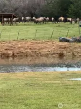 Elk herd in your front yard