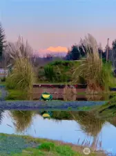 frog water complex