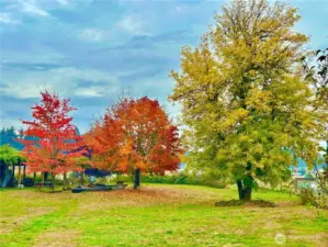 colorful park trees