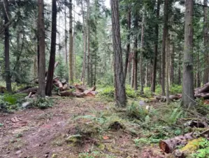 No shortage of firewood