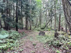 Some clearing has been done to let in more light