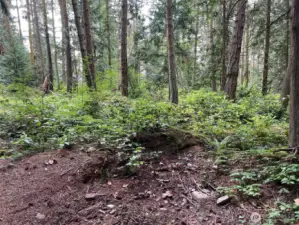 Most of the forest floor is salal