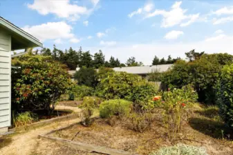 Back yard/garden