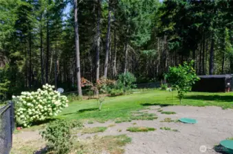 Hydrangeas, apple trees and other fruit trees,  a magnolia and so much more !
