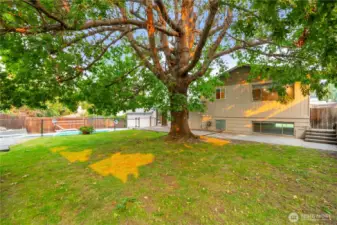 Big oak shade tree cools backyard