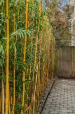 Professionally maintained bamboo garden along Northern yard