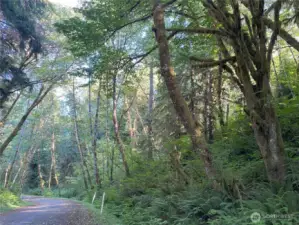 Road leading to property