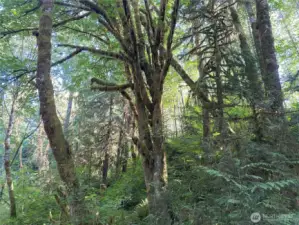 Mossy trees on property