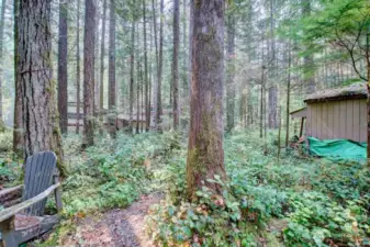Beautiful mature trees and fresh air