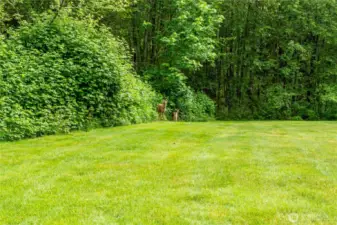 Frequent visitors from forested back yard.