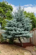 Blue spruce tree!
