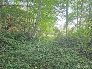 There is no driveway onto the property at this time, but there is a fairly open space in the middle of the property. With a bit more clearing, it could be a great home site!