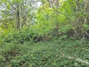 Some different angles looking at the open space on the property.