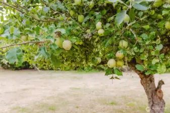 ~ Apples ~