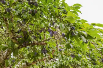 ~ Plums ~