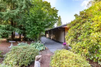 Mature plantings with Rhododendrons, Azaleas, Hasta and more.