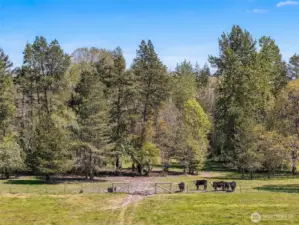 Pasture/Timber