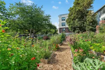 Neighborhood pea patch on the same block