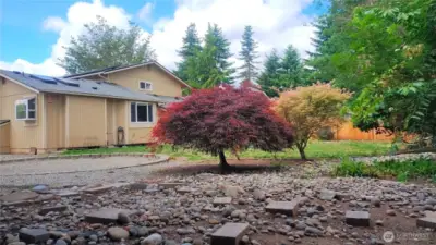 Several Japanese Maples in the yard and there are Rhodendenrons and Hydrangeas!