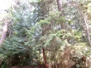 Mature growth trees allow for added privacy and shade during those hot summer days.