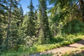 1.5 acres of treed bliss in the heart of the teanaway.