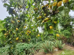 Asian pears