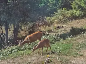 Deer