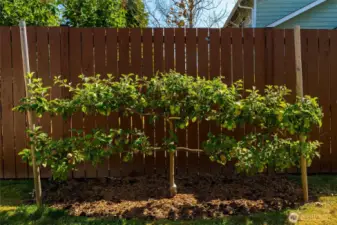 Several established fruit trees