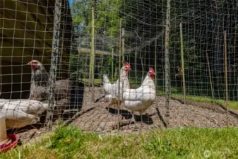 chicken coop