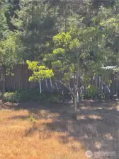 fruit trees back yard