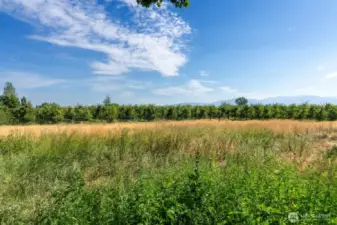 1 Acre lot is fenced and bordered by Orchard on 2 sides. Great pasture for stock. Fenced and cross fenced.