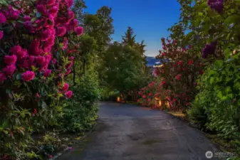 A garden heaven of giant rhododendrons & mature vegetation: hydrangeas, spectacular white dogwood tree...