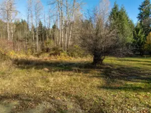 Clearing near the southern part of the property.