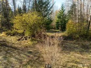 Clearing near the southern part of the property.