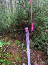 The south boundary is well marked with flagging and DNR posts.