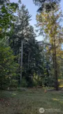 Tall, mature trees in areas.