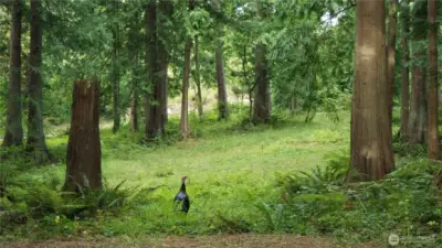 You might just see a live turkey (or other wildlife) while walking through the property!