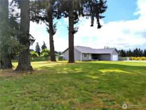 Giant, park like firs