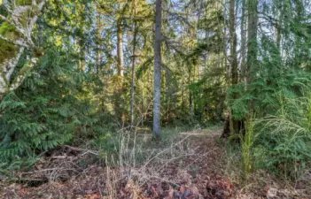 Keep some trees for privacy