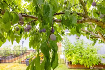 Italian Plums